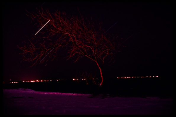 kodachrome star and tree